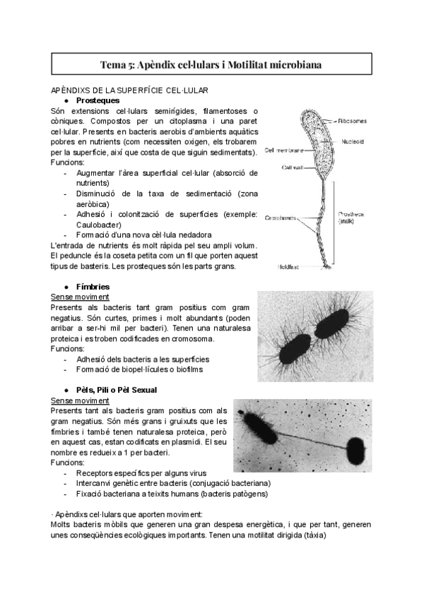 Miniatura del documento Tema-5-Apendix-cellulars-i-Motilitat-microbiana.pdf