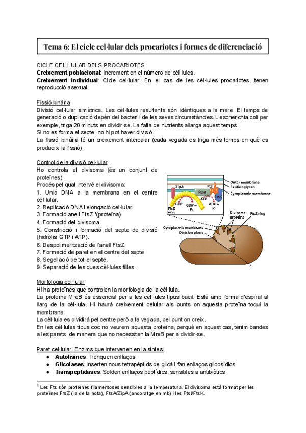 Miniatura del documento Tema-6-El-cicle-cellular-dels-procariotes-i-formes-de-diferenciacio.pdf
