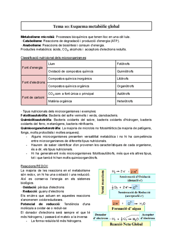 Miniatura del documento Tema-10-Esquema-metabolic-global.pdf
