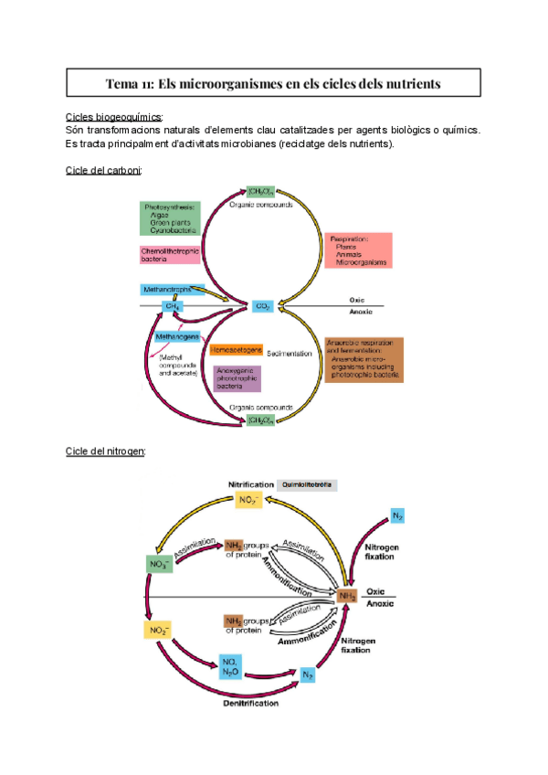 Miniatura del documento Tema-11-Els-microorganismes-en-els-cicles-dels-nutrients.pdf