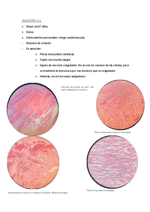 Miniatura del documento P.1.-Microscopio.pdf