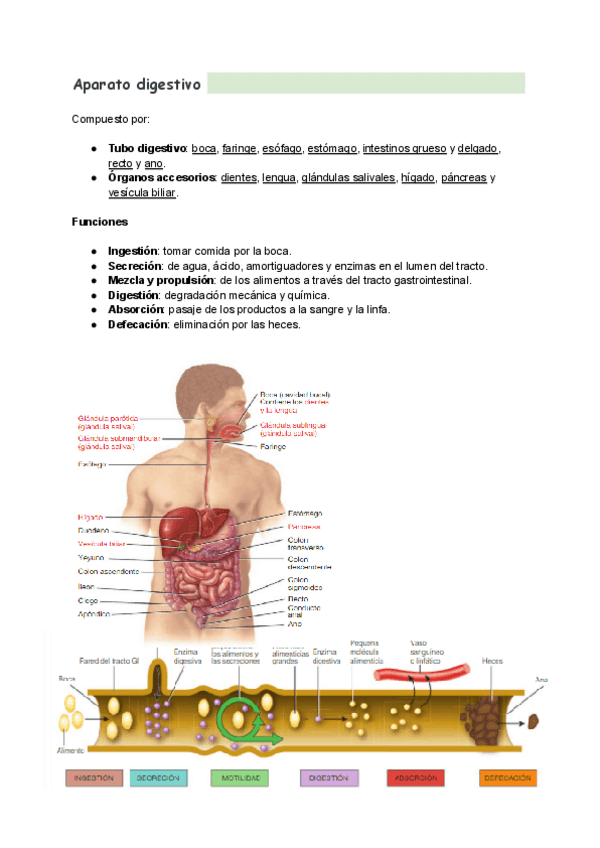 Miniatura del documento Sistema-digestivo.pdf