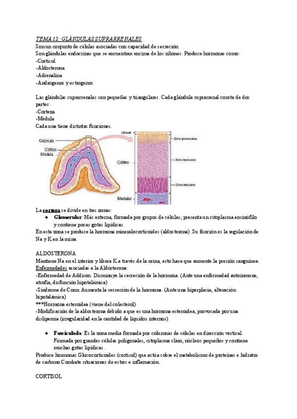 Miniatura del documento TEMA-12-G.suprarrenal.pdf
