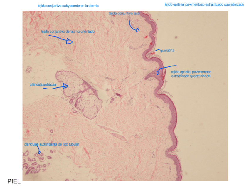 Miniatura del documento Imagenes-de-repaso.pdf