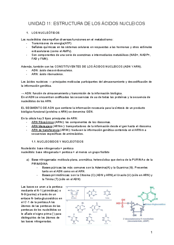 Miniatura del documento UNIDAD-11-ESTRUCTURA-DE-LOS-ACIDOS-NUCLEICOS-1.pdf