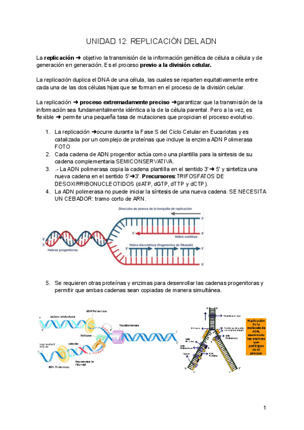 Miniatura del documento UNIDAD-12-REPLICACION-DE-ADN.pdf