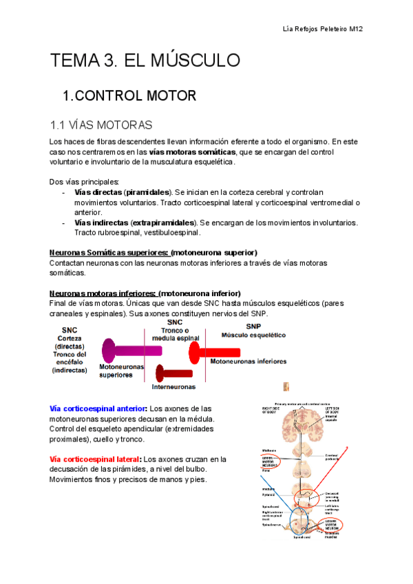 Miniatura del documento TEMA-3.-EL-MUSCULO.pdf