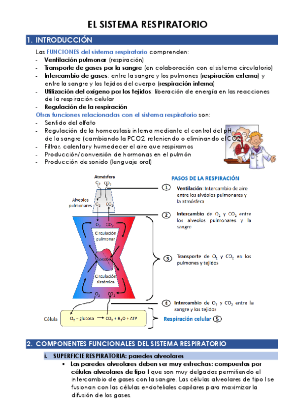 Miniatura del documento 2.1-EL-SISTEMA-RESPIRATORIO.pdf