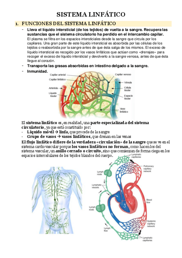 Miniatura del documento 1.5.-SISTEMA-LINFATICO.pdf