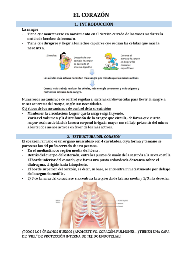 Miniatura del documento 1.3.EL-CORAZON.pdf