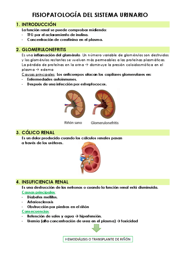 Miniatura del documento 4.2.-FISIOPATOLOGIA-DEL-SISTEMA-URINARIO.pdf