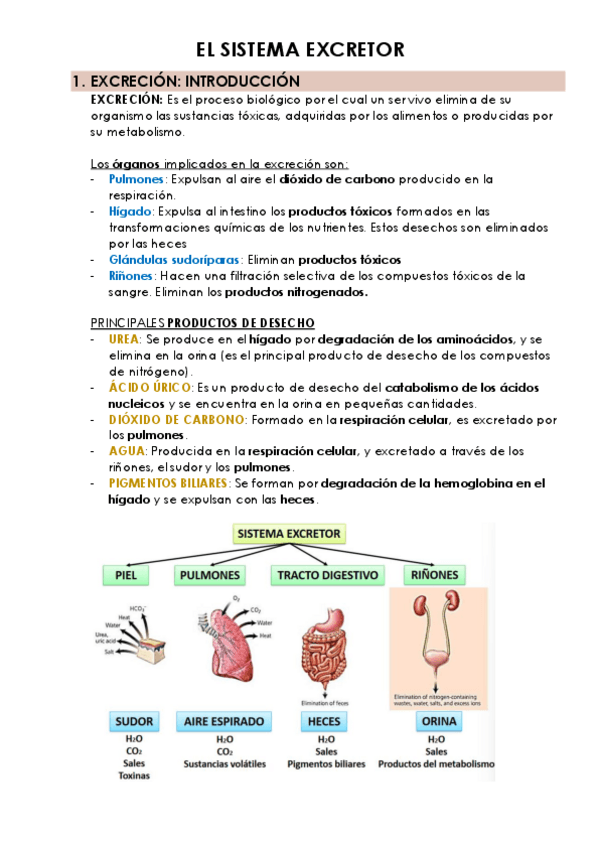 Miniatura del documento 4.1.-EL-SISTEMA-EXCRETOR.pdf