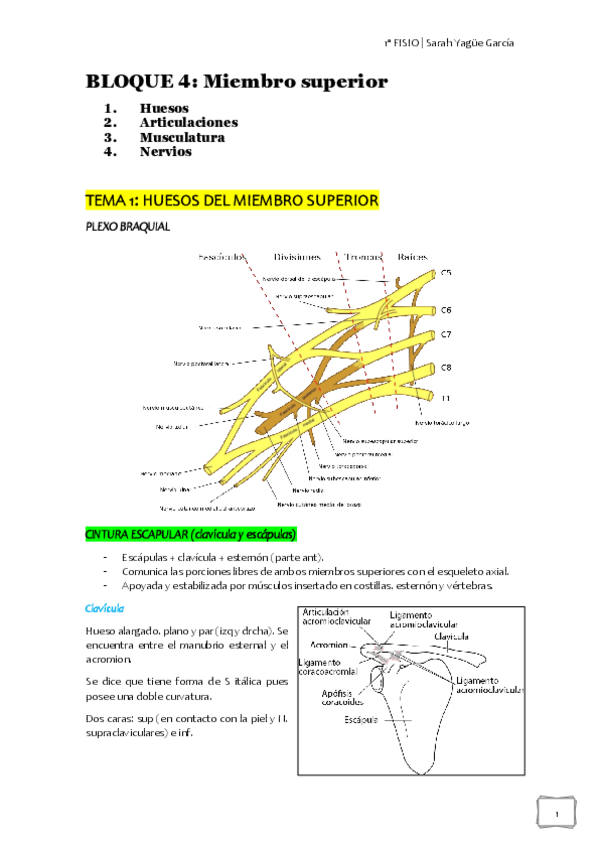 Miniatura del documento BLOQUE-4-huesos-MMSS.pdf