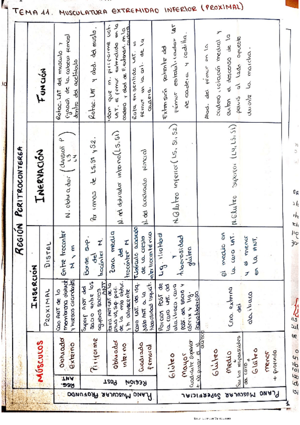 Miniatura del documento esquema-musculos.pdf