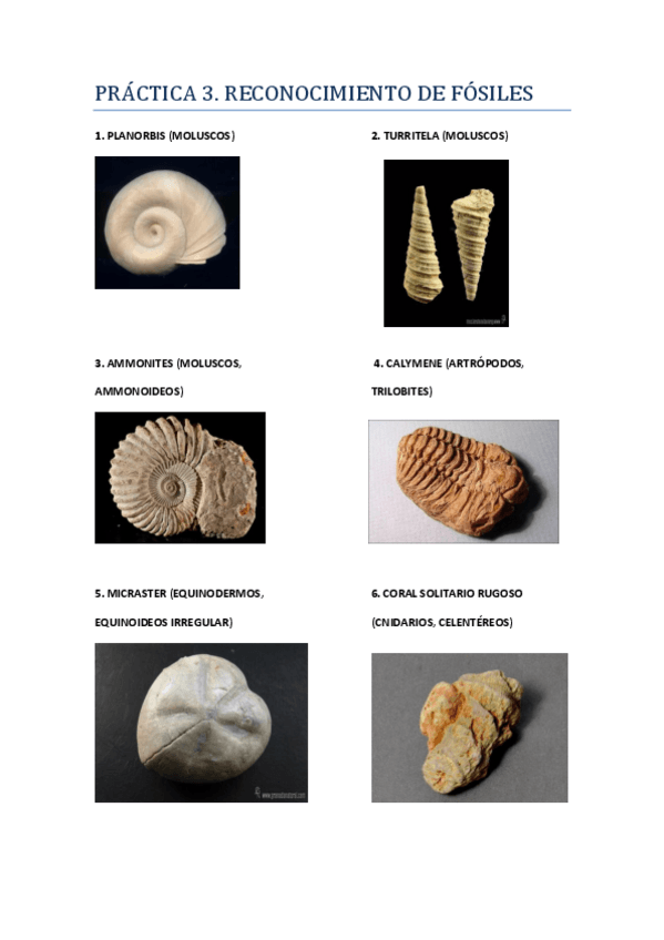 Miniatura del documento RESUMEN PRÁCTICA 3.pdf