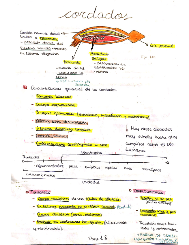 Miniatura del documento zoologia-parcial-2.pdf