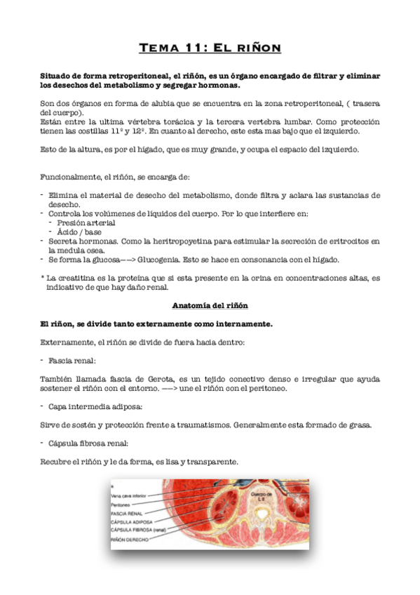 Miniatura del documento Tema-11-El-rinon.pdf