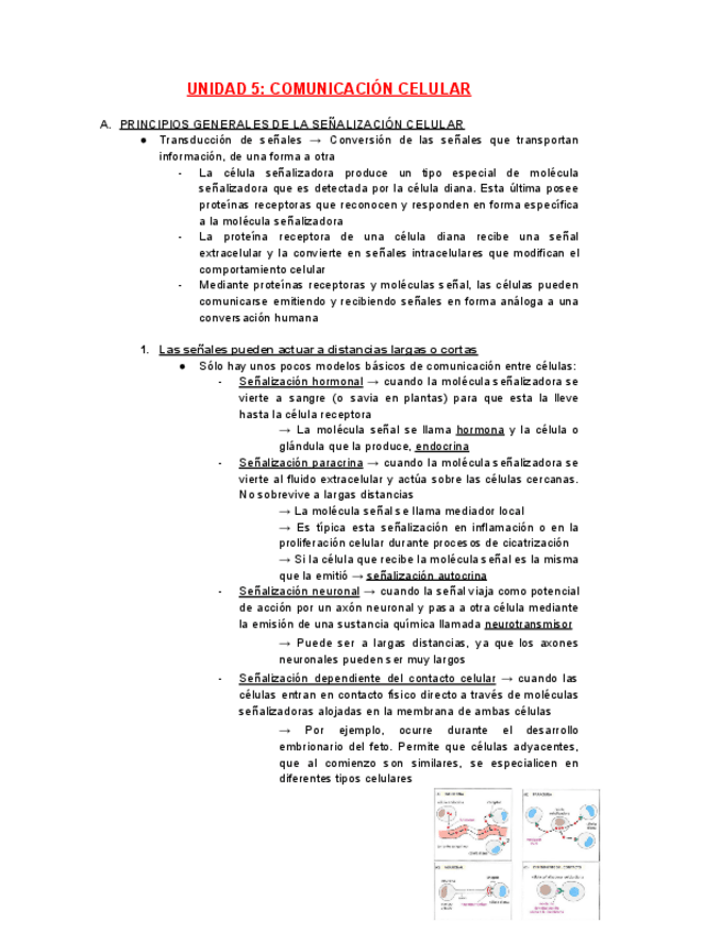 Miniatura del documento APUNTES-TEMA-5.pdf