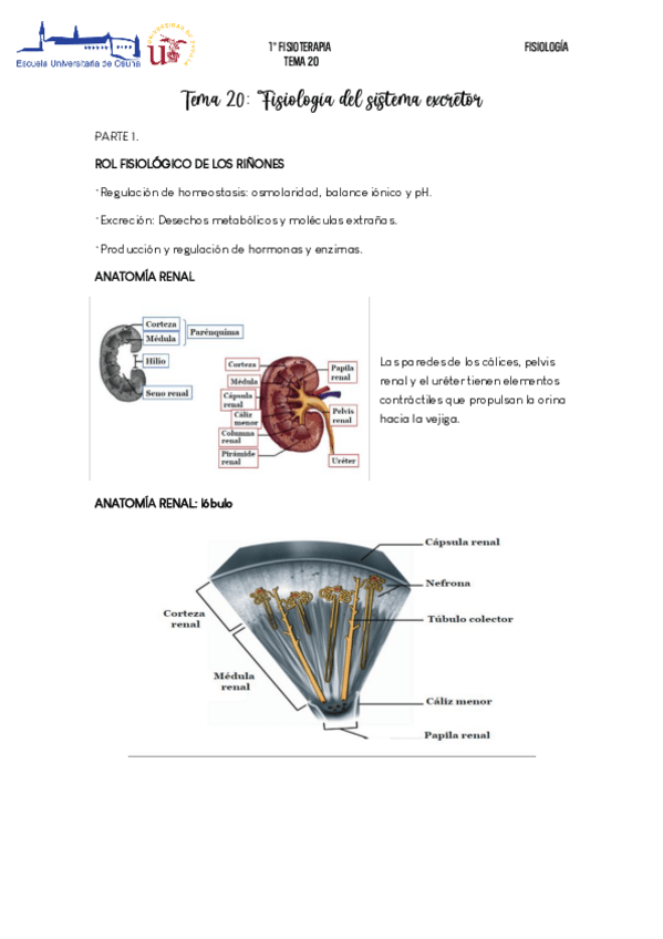 Miniatura del documento Sistema-excretor.pdf