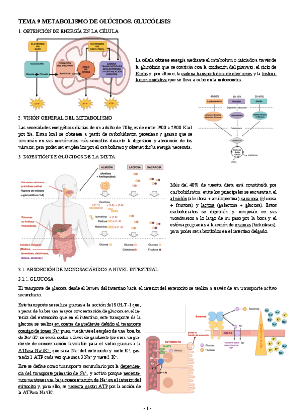 Miniatura del documento BIOQUIMICA-TEMA-9-METABOLISMO-DE-GLUCIDOS.-GLUCOLISIS.pdf