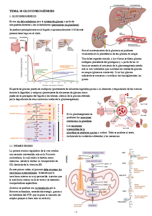 Miniatura del documento BIOQUIMICA-TEMA-10-GLUCONEOGENESIS.pdf