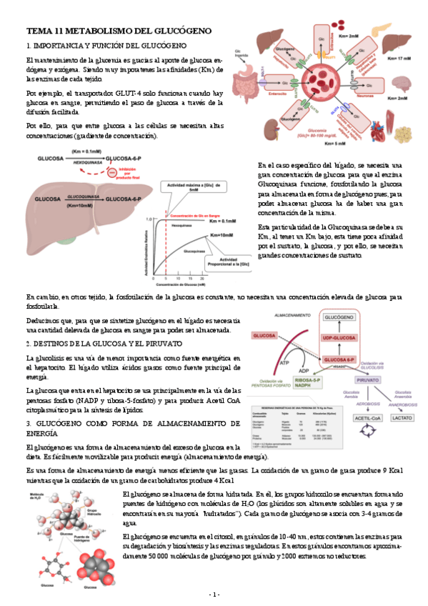 Miniatura del documento BIOQUIMICA-TEMA-11-METABOLISMO-DEL-GLUCOGENO.pdf