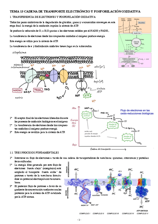 Miniatura del documento BIOQUIMICA-TEMA-13-CADENA-DE-TRANSPORTE-ELECTRONICO-Y-FOSFORILACION-OXIDATIVA.pdf