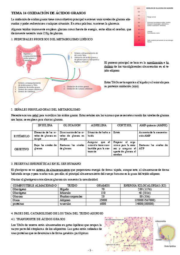 Miniatura del documento BIOQUIMICA-TEMA-14-OXIDACION-DE-ACIDOS-GRASOS.pdf