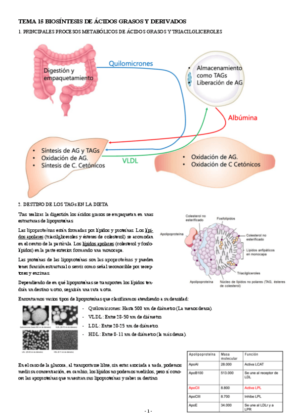 Miniatura del documento BIOQUIMICA-TEMA-15-BIOSINTESIS-DE-ACIDOS-GRASOS-Y-TRILGLICERIDOS.pdf