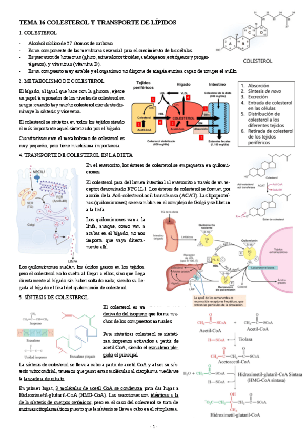 Miniatura del documento BIOQUIMICA-TEMA-16-COLESTEROL-Y-TRANSPORTE-DE-LIPIDOS.pdf