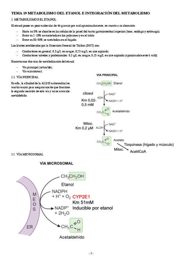 Miniatura del documento BIOQUIMICA-TEMA-19-METABOLISMO-DEL-ETANOL-E-INTEGRACION-DEL-METABOLISMO.pdf