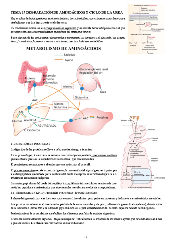 Miniatura del documento BIOQUIMICA-TEMA-17-DEGRADACION-DE-AMINOACIDOS-Y-CICLO-DE-LA-UREA.pdf