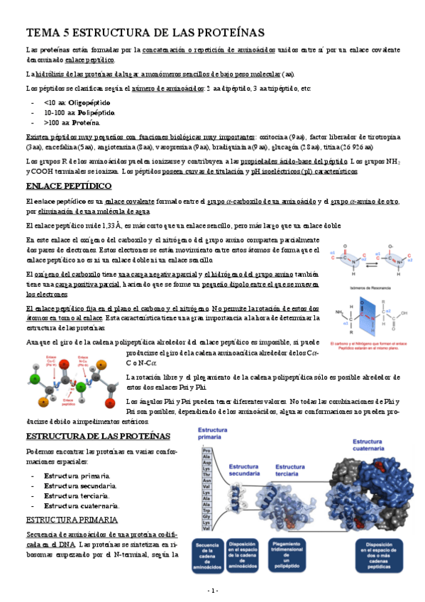 Miniatura del documento BIOQUIMICA-TEMA-5-ESTRUCTURA-DE-LAS-PROTEINAS.pdf