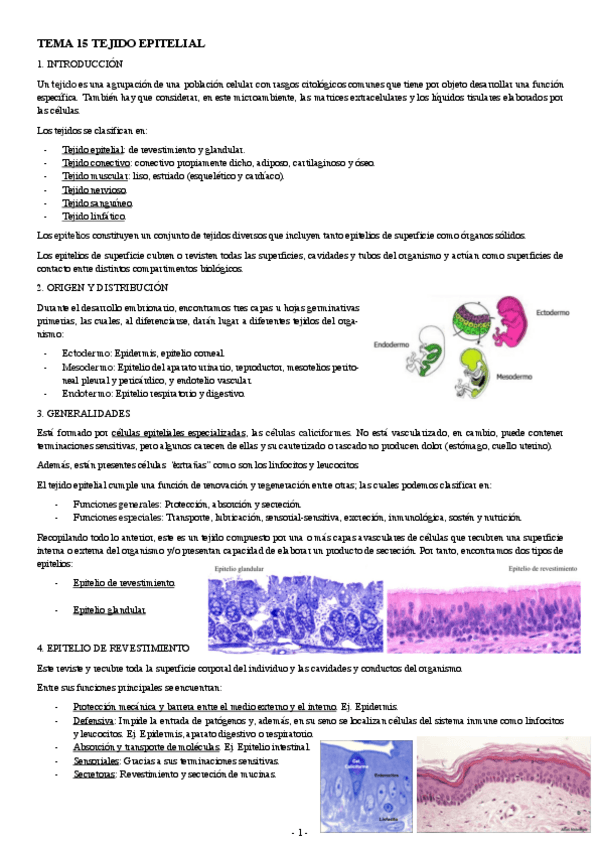 Miniatura del documento BIOLOGIA-CELULAR-TEMA-15-TEJIDO-EPITELIAL.pdf