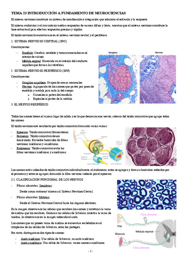 Miniatura del documento BIOLOGIA-CELULAR-TEMA-23-TEJIDO-NERVIOSO.pdf