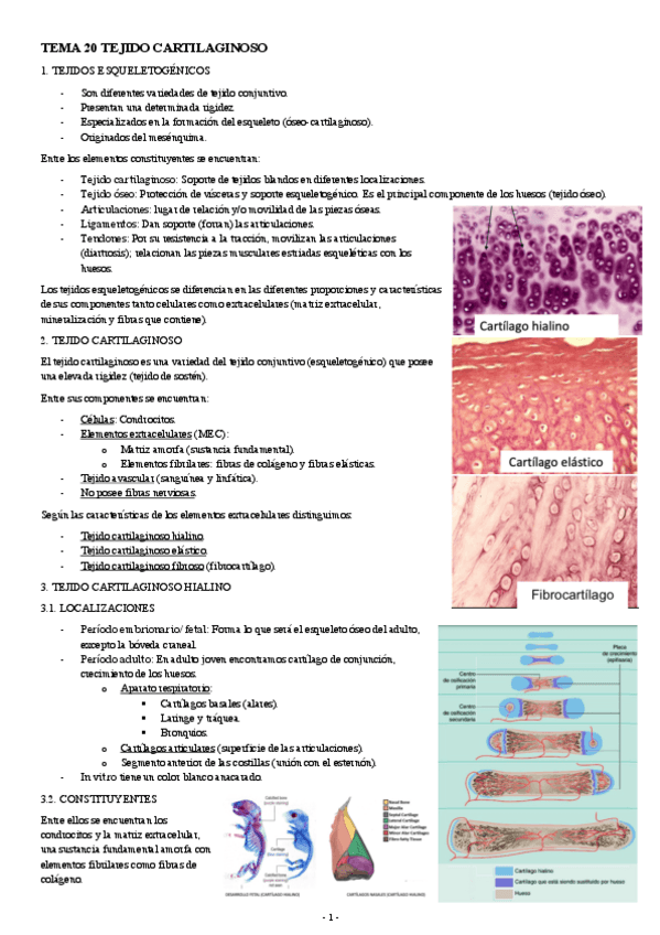 Miniatura del documento BIOLOGIA-CELULAR-Y-TISULAR-TEMA-20-TEJIDO-CARTILAGINOSO.pdf