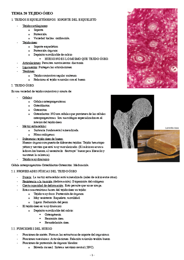 Miniatura del documento BIOLOGIA-CELULAR-Y-TISULAR-TEMA-21-TEJIDO-OSEO.pdf