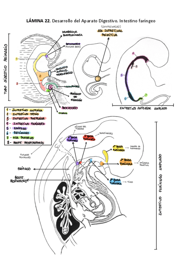 Miniatura del documento PRACTICA-3-ANATOMIA.pdf