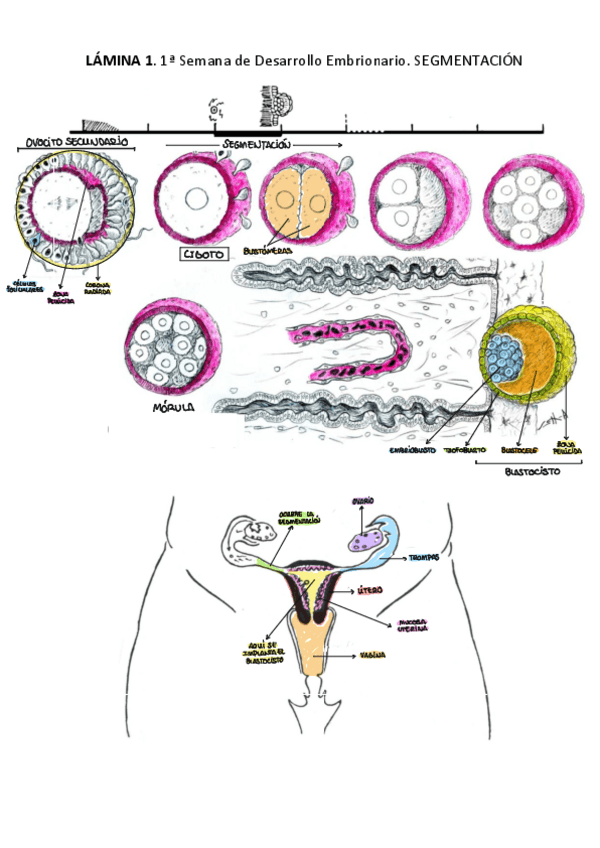 Miniatura del documento PRACTICA-1-ANATOMIA.pdf