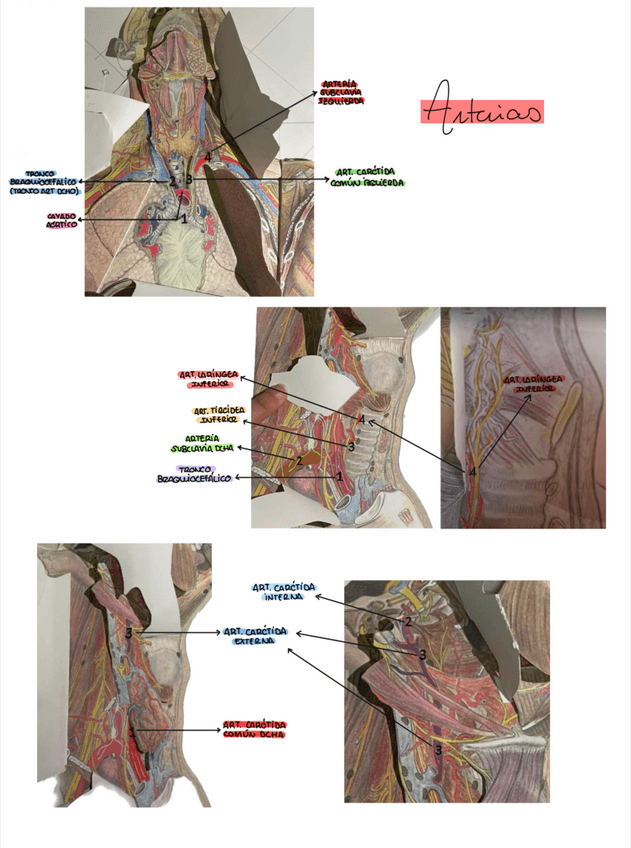 Miniatura del documento PRACTICA-7-ANATOMIA.pdf