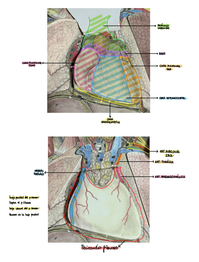 Miniatura del documento PRACTICA-8-ANATOMIA.pdf
