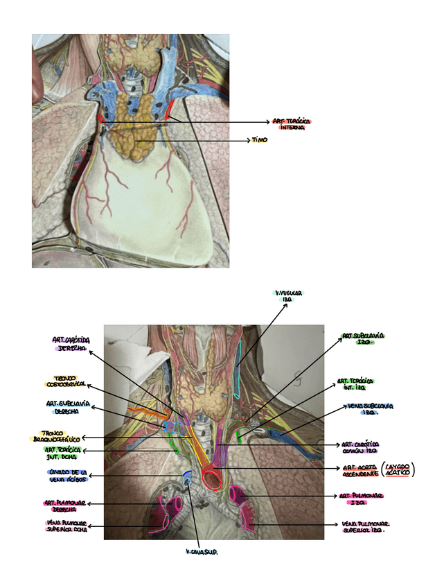 Miniatura del documento PRACTICA-9-ANATOMIA.pdf