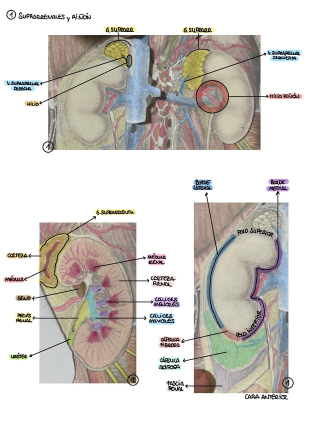 Miniatura del documento PRACTICA-10-ANATOMIA.pdf
