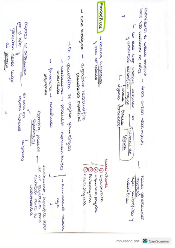Miniatura del documento Tema-7-botanica-forestal.pdf