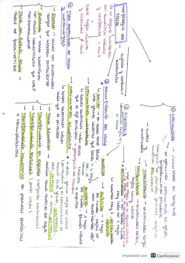 Miniatura del documento Tema-2-botanica-forestal.pdf