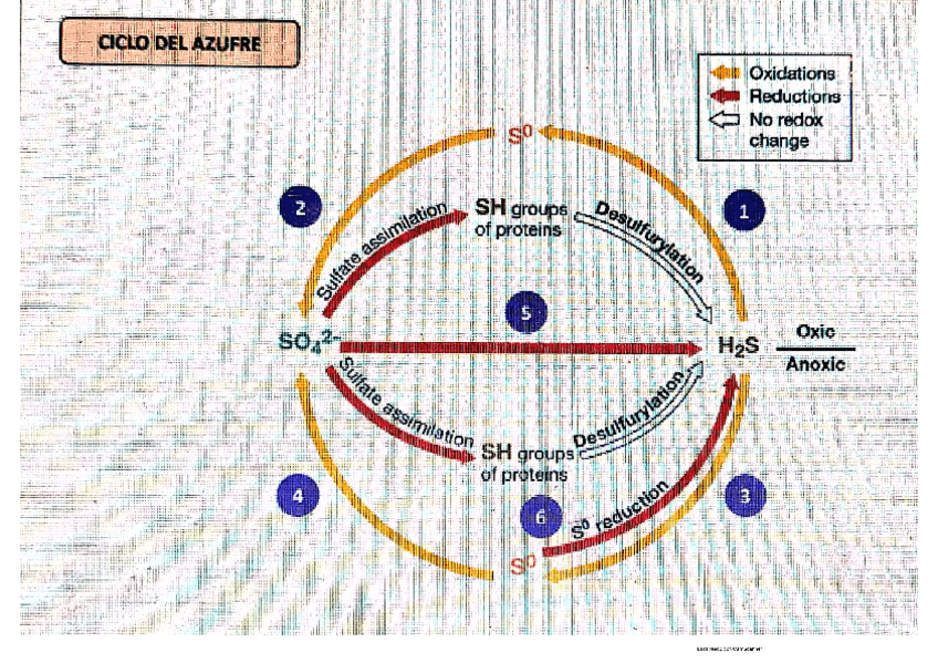 Miniatura del documento Ciclos-Biogeoquimicos.pdf