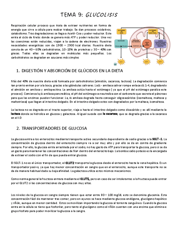 Miniatura del documento TEMA-9-GLUCOLISIS.pdf