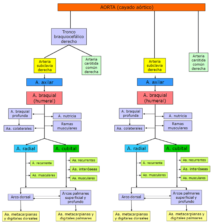 Miniatura del documento CAYADO AORTICO.png