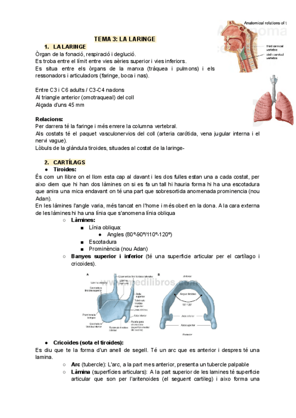 Miniatura del documento TEMA-3-LARINGE.pdf