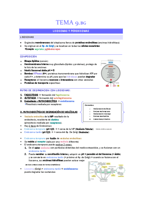 Miniatura del documento TEMA-9.-BG.-LISOSOMAS-Y-PEROXISOMAS.pdf